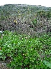 Brassica nigra Plant